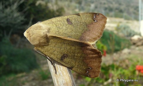 Ophiusa tirhaca (Cramer 1773)