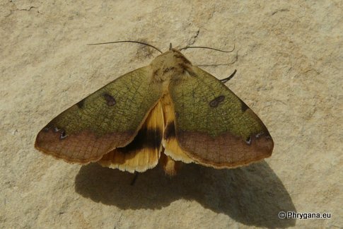 Ophiusa tirhaca (Cramer 1773)