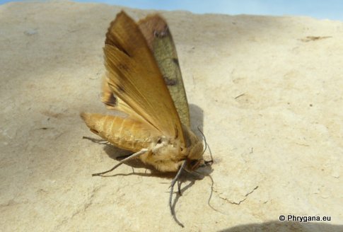 Ophiusa tirhaca (Cramer 1773)