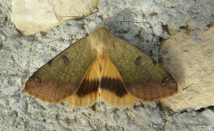 Ophiusa tirhaca (Cramer 1773)