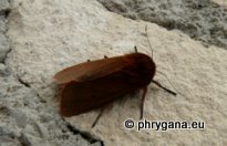 Phragmatobia fuliginosa (Linnaeus 1758)