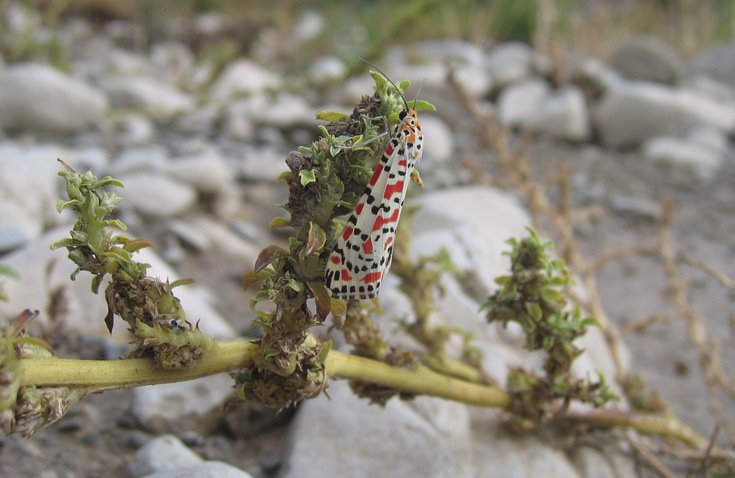 Utetheisa pulchella (Linnaeus 1758)