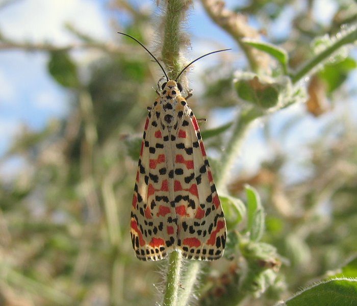 Utetheisa pulchella (Linnaeus 1758)