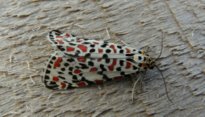 Utetheisa pulchella (Linnaeus 1758)