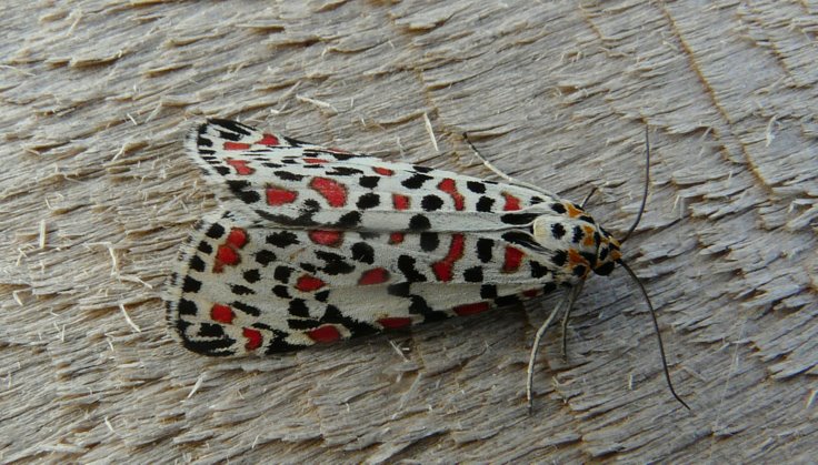 Utetheisa pulchella (Linnaeus 1758)