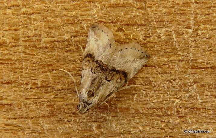 Zebeeba falsalis (Herrich- Schaffer 1839)