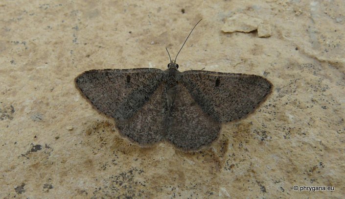 Acanthovalva inconspicuaria (Hubner 1819)