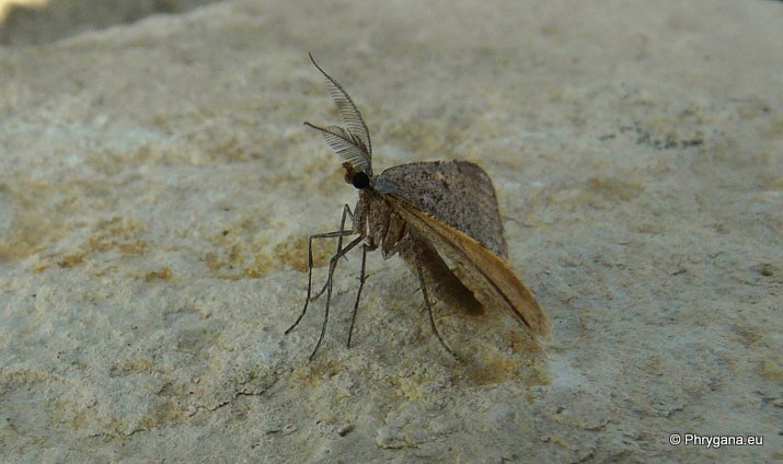 Acanthovalva inconspicuaria (Hubner 1819)