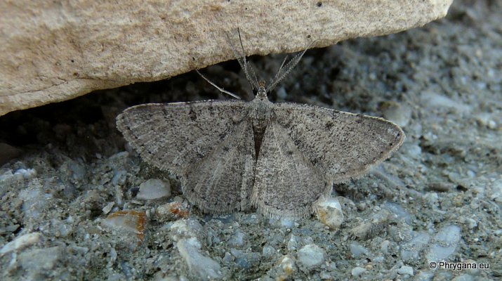 Acanthovalva inconspicuaria (Hubner 1819)