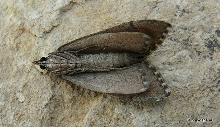 Aplocera plagiata (Linnaeus 1758)