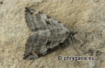 Aplocera plagiata (Linnaeus 1758)