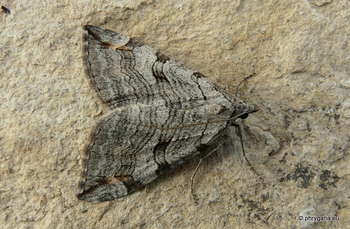 Aplocera plagiata (Linnaeus 1758)