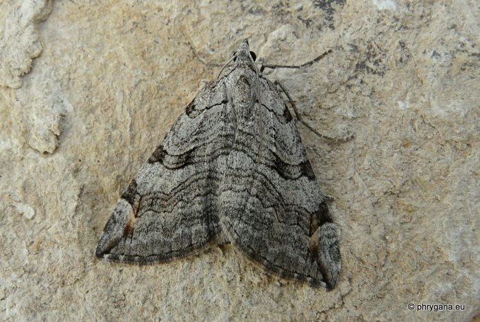 Aplocera plagiata (Linnaeus 1758)