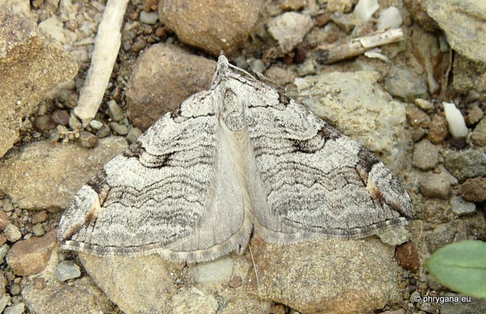 Aplocera plagiata (Linnaeus 1758)