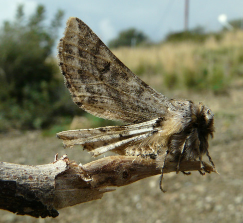 Apochima flabellaria (Heeger 1838)