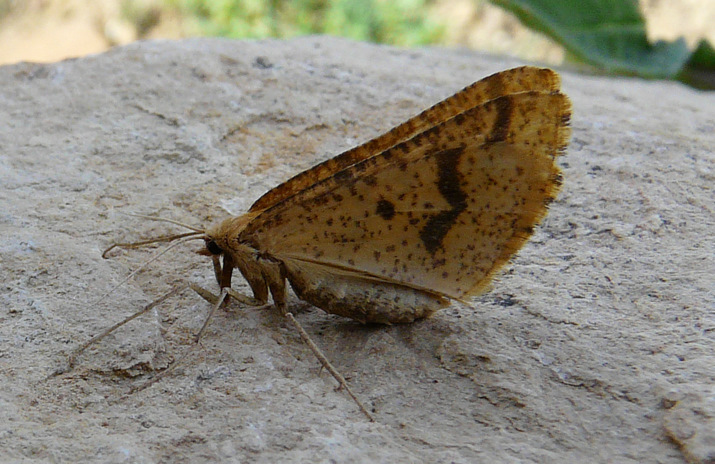 Aspitates (Napuca) ochrearia (Rossi 1794)