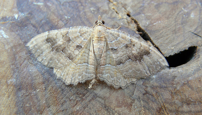 Camptogramma grisescens (Staudinger 1892)