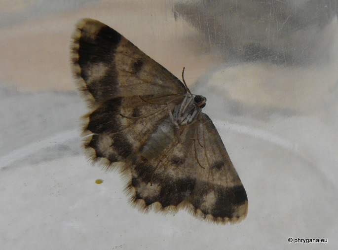 Charissa (Euchrognophos) dubitaria (Staundinger 1892)