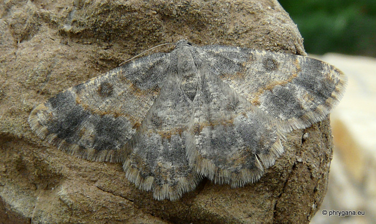 Charissa (Euchrognophos) dubitaria (Staundinger 1892)