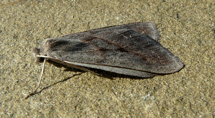 Chemerina caliginearia (Rambur 1833)