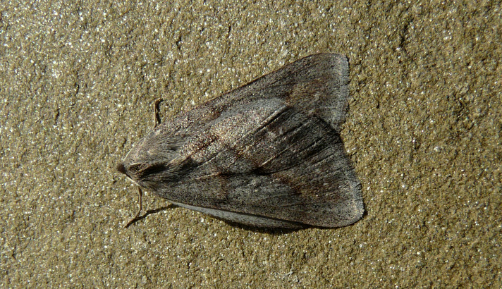 Chemerina caliginearia (Rambur 1833)