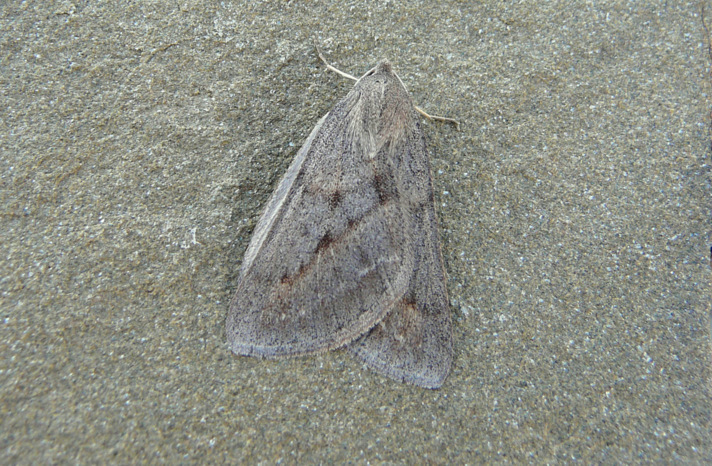 Chemerina caliginearia (Rambur 1833)