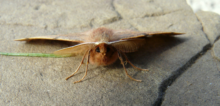 Colotois pennaria (Linnaeus 1761)