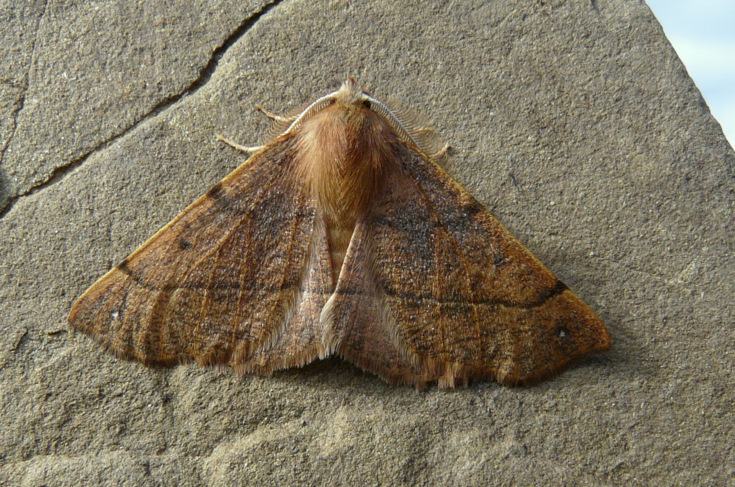 Colotois pennaria (Linnaeus 1761)