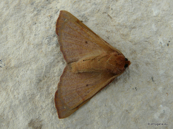 Colotois pennaria (Linnaeus 1761)