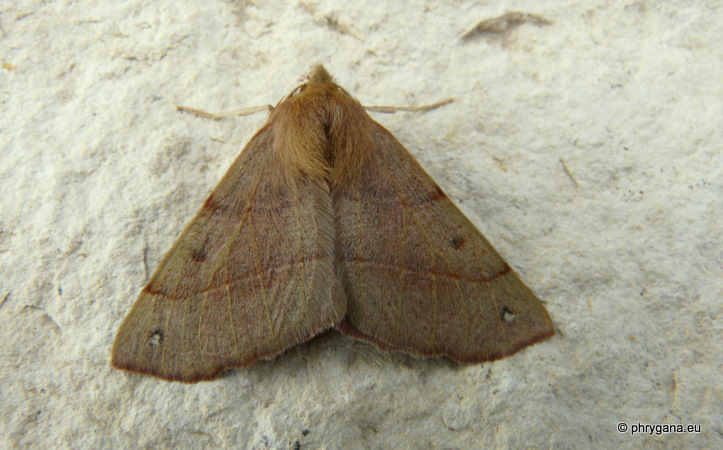 Colotois pennaria (Linnaeus 1761)