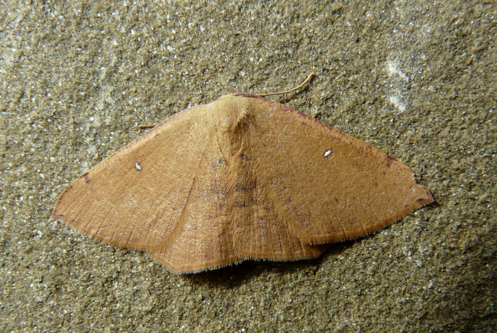 Cyclophora (Cyclophora) puppillaria