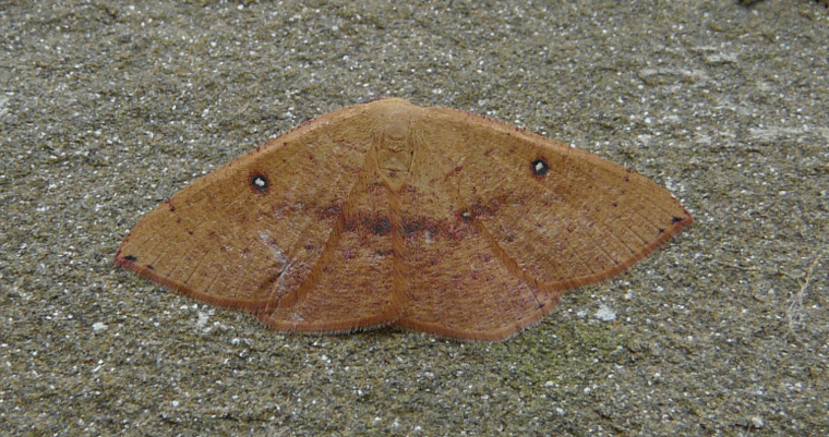 Cyclophora (Cyclophora) puppillaria (Hubner 1799)