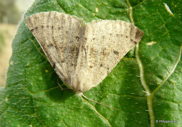 Dyscia (Dyscia) crassipunctaria (Rebel 1916)