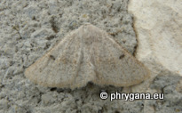 Dyscia (Dyscia) crassipunctaria (Rebel 1916)
