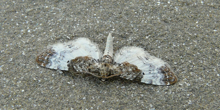 Eupithecia breviculata (Donzel 1837)