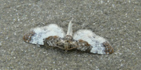 Eupithecia breviculata (Donzel 1837)