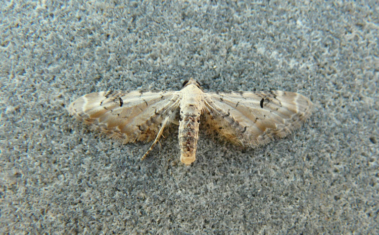 Eupithecia centaureata (Denis & Schiffermuller 1775)