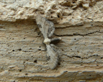 Eupithecia centaureata (Denis & Schiffermuller 1775)