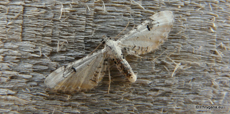 Eupithecia centaureata (Denis & Schiffermuller 1775)