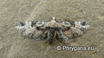 Eupithecia extremata (Fabricius 1787)