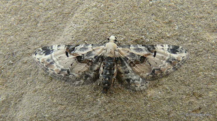 Eupithecia extremata (Fabricius 1787)
