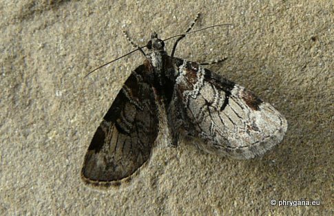 Eupithecia insigniata (Hubner 1790)