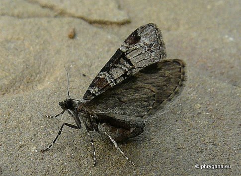 Eupithecia insigniata (Hubner 1790)