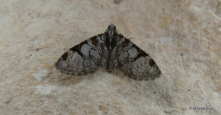 Eupithecia insigniata (Hubner 1790)