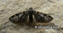 Eupithecia insigniata (Hubner 1790)