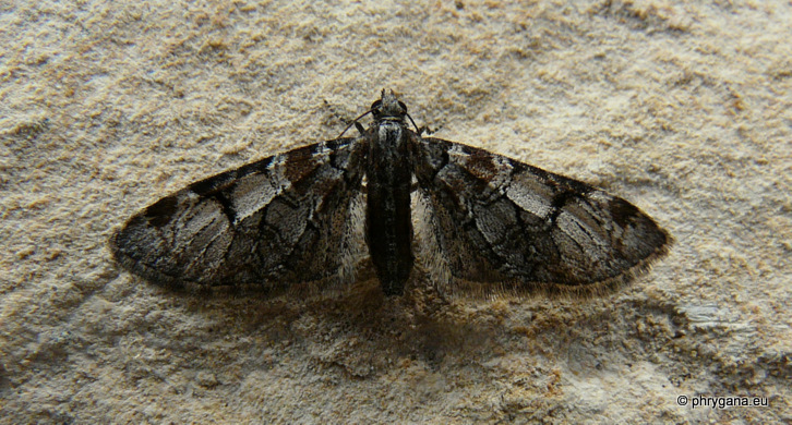 Eupithecia insigniata (Hubner 1790)