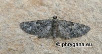 Eupithecia semigraphata Bruand 1850