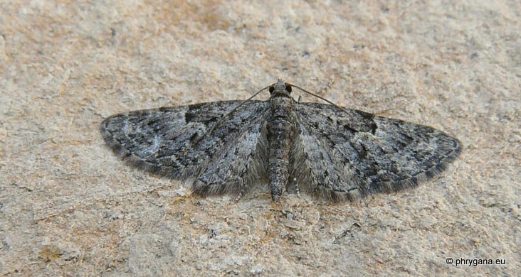 Eupithecia semigraphata Bruand 1850