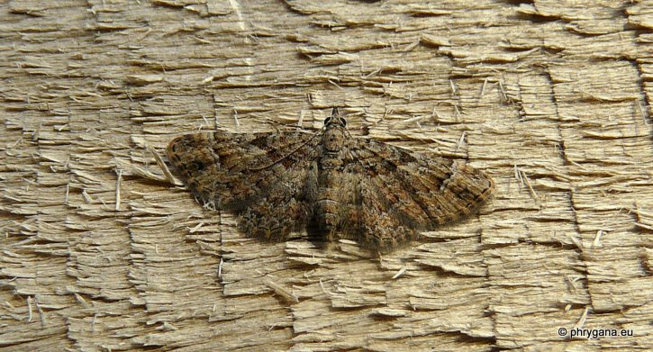 Gymnoscelis rufifasciata (Haworth 1809)