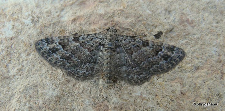 Gymnoscelis rufifasciata (Haworth 1809)